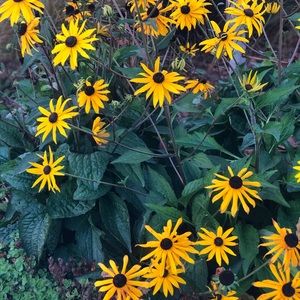 Meet your Posher, Dee